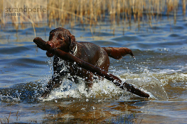 Hund  Labrador Mix  apportiert einen Stock aus dem Wasser