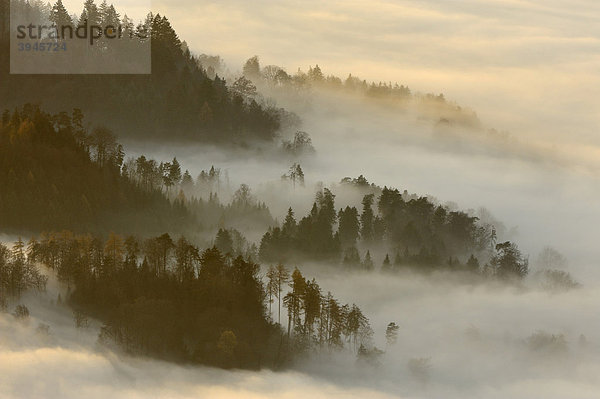 Wald im Nebel verhüllt  Kanton Schwyz  Schweiz  Europa