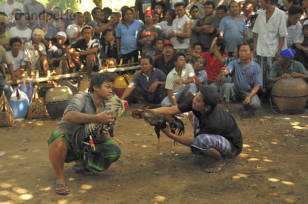 Hahnenkampf auf Bali  Indonesien  Südostasien