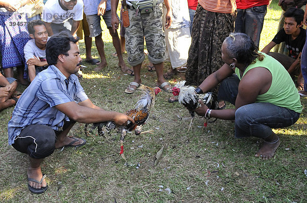 Hahnenkampf auf Bali  Indonesien  Südostasien