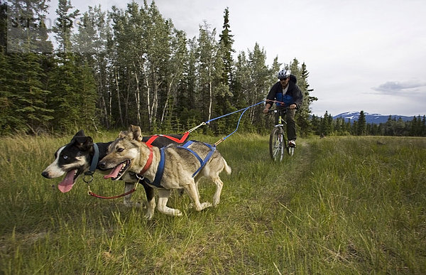 Alaskan Huskies ziehen ein Mountainbike  Rad-Schlittengespann  Hundesport  Trocken-Schlittenhundrennen  Yukon Territory  Kanada