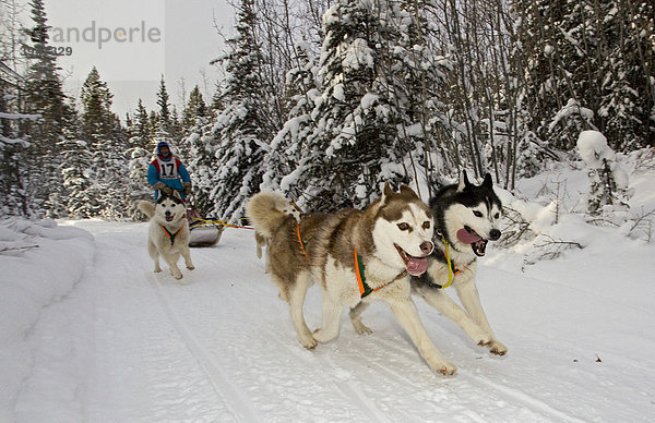 Laufende Schlittenhunde  Hundegespann  Sibirische Huskies  Musher  Schlittenhund-Rennen bei Whitehorse  Yukon Territory  Kanada