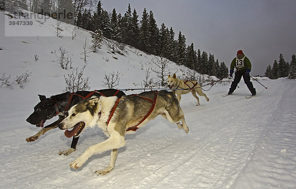 Mann beim Skijöring  drei laufende Schlittenhunde  Hundegespann  Alaskan Huskies  Schlittenhund-Rennen bei Whitehorse  Yukon Territory  Kanada