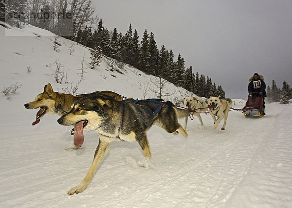 Laufende Schlittenhunde  Hundegespann  Alaskan Huskies  Musher  Schlittenhund-Rennen bei Whitehorse  Yukon Territory  Kanada