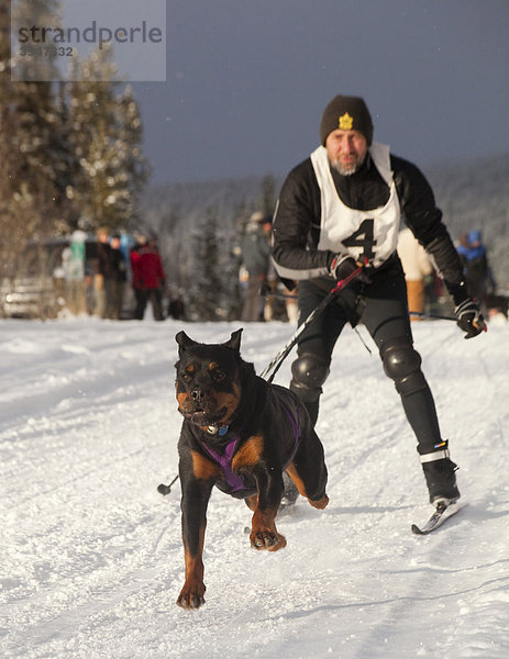 Mann beim Skijöring  laufender Schlittenhund  Hundegespann  Rottweiler  Schlittenhund-Rennen bei Whitehorse  Yukon Territory  Kanada