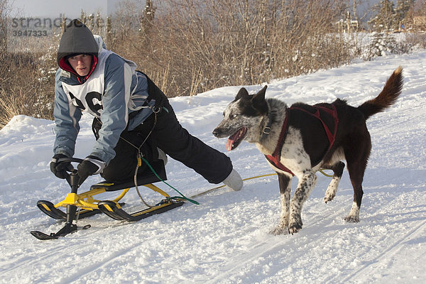 Junge Frau  laufender Schlittenhund  Alaskan Husky  Spielzeug-Schlitten  Schlittenhund-Rennen bei Whitehorse  Yukon Territory  Kanada