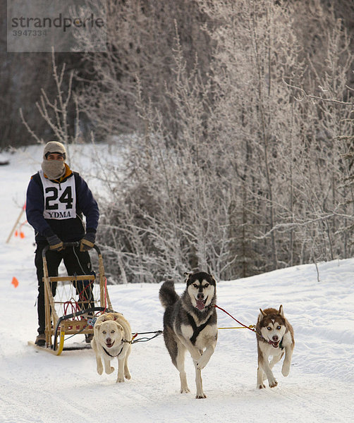 Laufende Schlittenhunde  Hundegespann  Sibirische Huskies  Musher  Schlittenhund-Rennen bei Whitehorse  Yukon Territory  Kanada