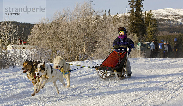 Laufende Schlittenhunde  Hundegespann  Alaskan Huskies  Junge als Musher  Schlittenhund-Rennen bei Whitehorse  Yukon Territory  Kanada