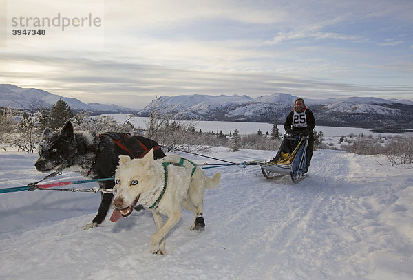 Laufende Schlittenhunde  Alaskan Huskies  Hundegespann  Musher  Schlittenhund-Rennen bei Whitehorse  Yukon Territory  Kanada