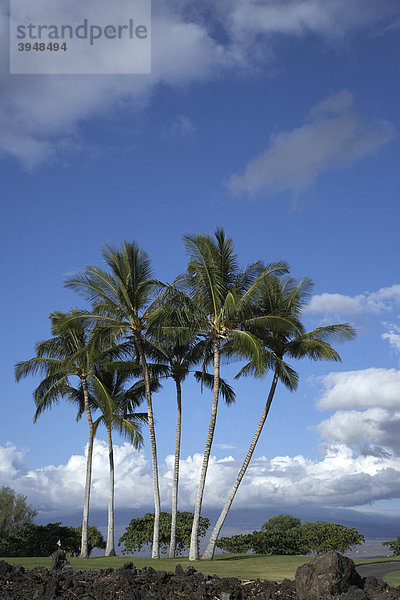 Palmen in der Lavawüste bei Waikoloa auf Big Island  Hawaii  USA