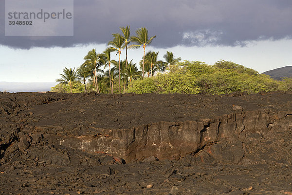 Lavawüste bei Waikoloa auf Big Island  Hawaii  USA