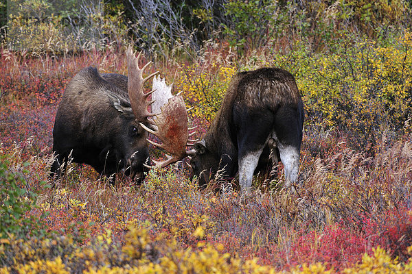 Elchbullen (Alces alces) kämpfen in der Brunft  Denali Nationalpark  Alaska
