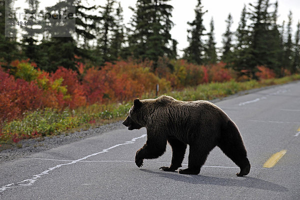 Braunbär  Grizzly (Ursus arctos) überquert die Straße  Denali Nationalpark  Alaska