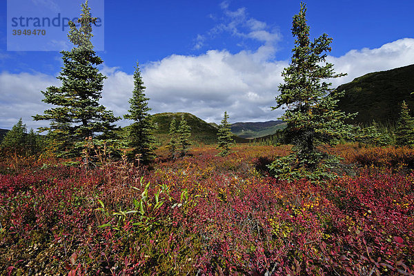 Herbstlandschaft  Denali Nationalpark  Alaska