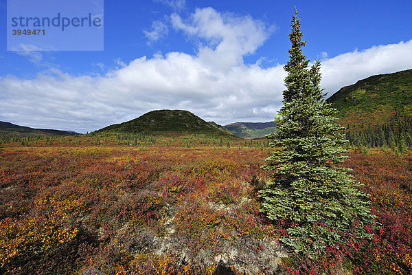 Herbstlandschaft  Denali Nationalpark  Alaska