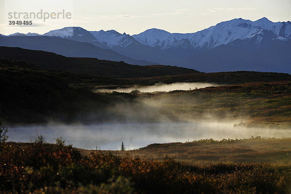 Dampf steigt von den Biberteichen am frühen Morgen in die kalte Luft  Denali Nationalpark  Alaska