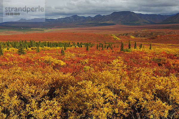 Herbstfarben in der Tundra  Denali Nationalpark  Alaska