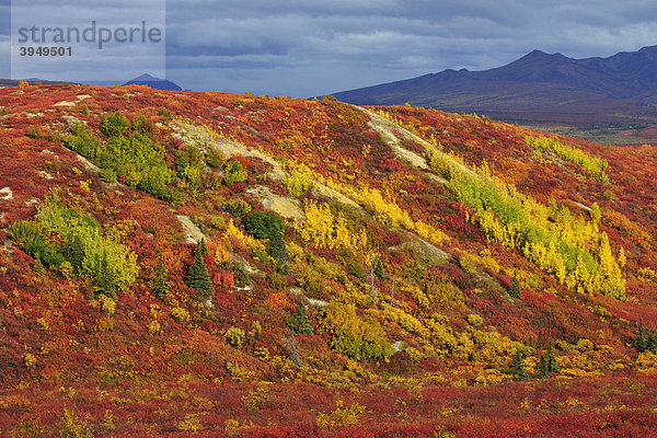 Herbstfarben in der Tundra  Denali Nationalpark  Alaska