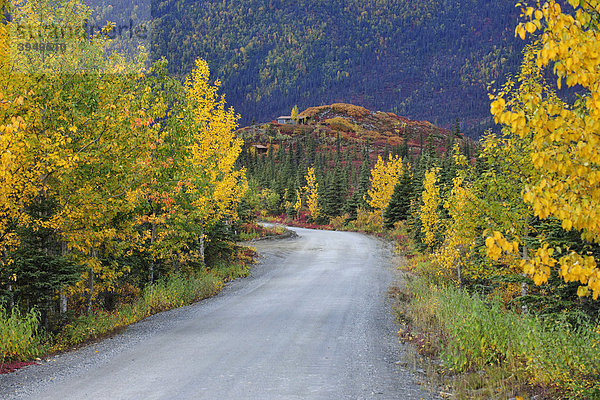 Straße nach Kantishna  Denali Nationalpark  Alaska