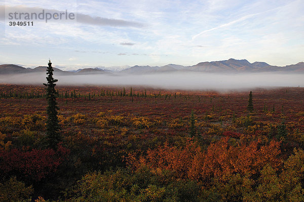 Nebelstimmung über der herbstlich gefärbten Tundra  Denali Nationalpark  Alaska