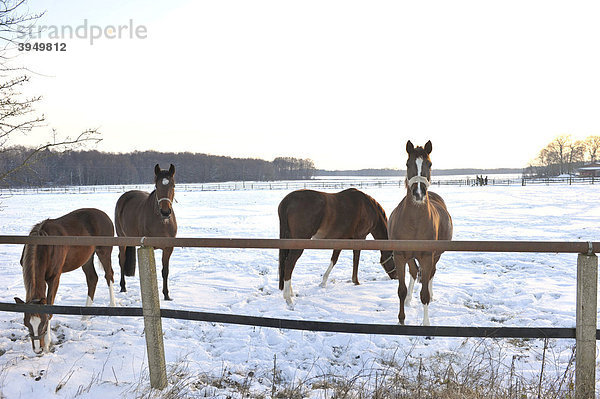 Pferde auf einer schneebedeckten Weide