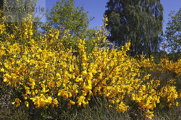 Blüte vom Ginster  Gewöhnlicher Besenginster (Cytisus scoparius) (Genista scoparia)  Giftpflanze  giftig