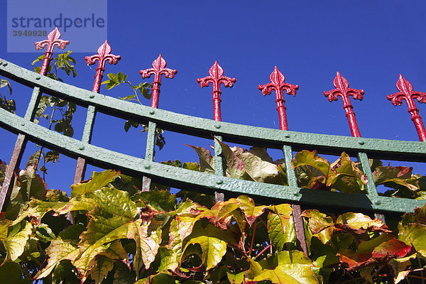 Wilder Wein  Dreilappige Jungfernrebe  Dreispitzige Jungfernrebe (Parthenocissus tricuspidata) in Herbstfärbung an altem Gartenzaun aus Schmiedeeisen rankend