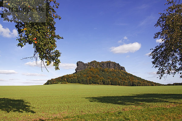 Landschaft um den Lilienstein  Felsformation im Elbsandsteingebirge im Herbst mit Apfelbäumen  Nationalpark Sächsische Schweiz  Freistaat Sachsen  Deutschland  Europa