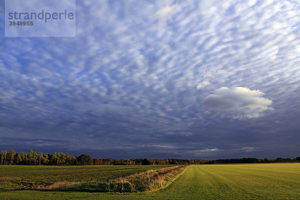 Himmel mit weißen Wolken im Abendlicht bei Sonnenuntergang  Landschaft im Naturschutzgebiet Oberalsterniederung  Tangstedt  Schleswig-Holstein  Deutschland  Europa