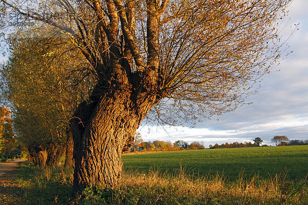 Weiden  Kopfweiden (Salix spec.) im Herbst im Abendlicht  Klützer Winkel  Kreis Nordwestmecklenburg  Mecklenburg-Vorpommern  Deutschland  Europa