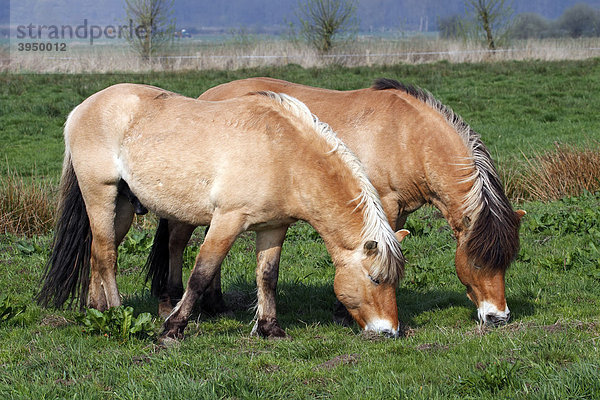Zwei Pferde der Pferderasse Norwegisches Fjordpferd  Norweger  Fjordponys (Equus przewalskii f. caballus)