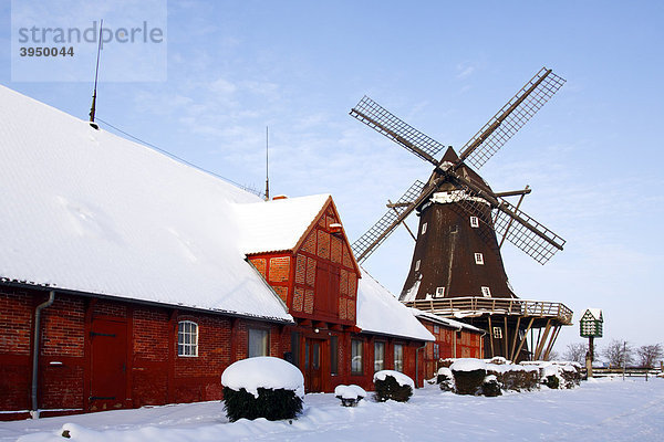 Windmühle im Winter mit Schnee  Mühlenmuseum in Lemkenhafen  Insel Fehmarn  Ostseeinsel  Kreis Ostholstein  Schleswig-Holstein  Deutschland  Europa