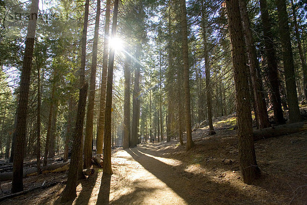 Nadelwald  Yosemite Nationalpark  Kalifornien  USA  Vereinigte Staaten von Amerika