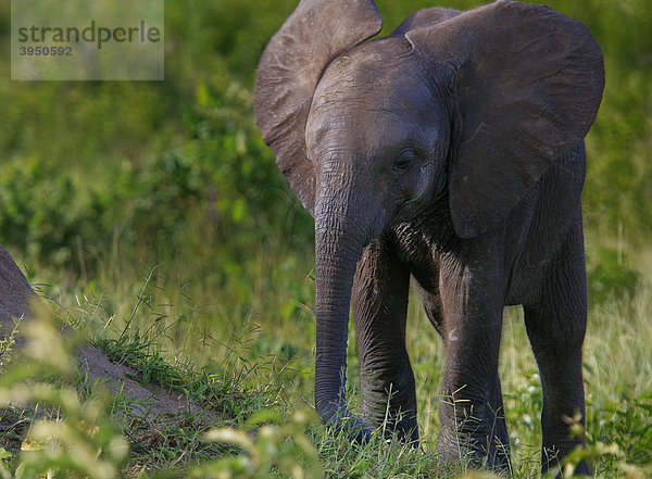 Junger Elefant (Loxodonta africana)  Okavangodelta  Botsuana  Afrika