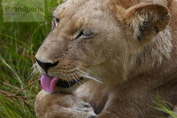 Löwe (Panthera leo) bei Camp Moremie  Okavangodelta  Botsuana  Afrika