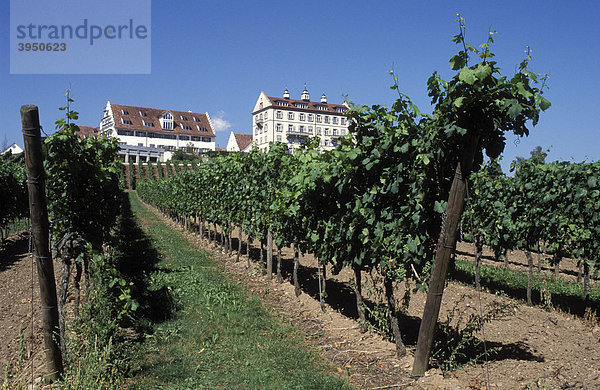 Weinberg vor Schloss Kirchberg  Weinbau  Weinreben  Wein  Bodensee  Baden-Württemberg  Deutschland  Europa
