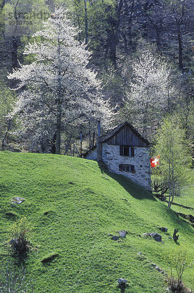 Steinhaus mit Schweizer Flagge im Seitental Val Lavizzara  Frühling  Baumblüte  Valle Maggia  Maggiatal  Tessin  Schweiz  Europa
