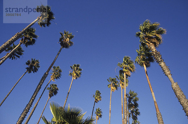 Palmen am Strand in Santa Barbara  Kalifornien  Amerika  USA