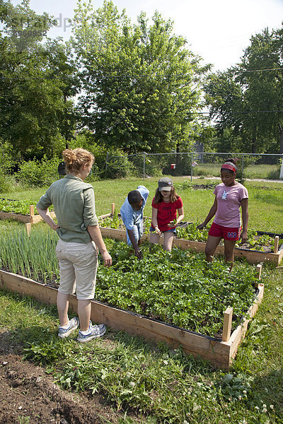 Ein Garten wird gepflegt von Kindern im Alter von 5-11 Jahren  in einem Programm namens Growing Healthy Kids  in einem Earthworks Urban Garden Garten  in dem Nahrung für die Capuchin Soup Kitchen Suppenküche angebaut wird  Detroit  Michigan  USA