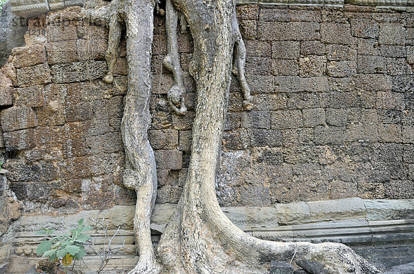 Tetrameles (Tetrameles nudiflora)  Baum erobert mit seinen Wurzeln die Ruinen der Tempelanlage Prasat Preah Khan  Welterbe der UNESCO  Siem Reap  Kambodscha  Asien