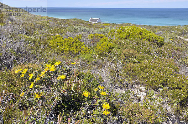 De Hoop Nature Reserve  Naturpark  Südafrika  Afrika