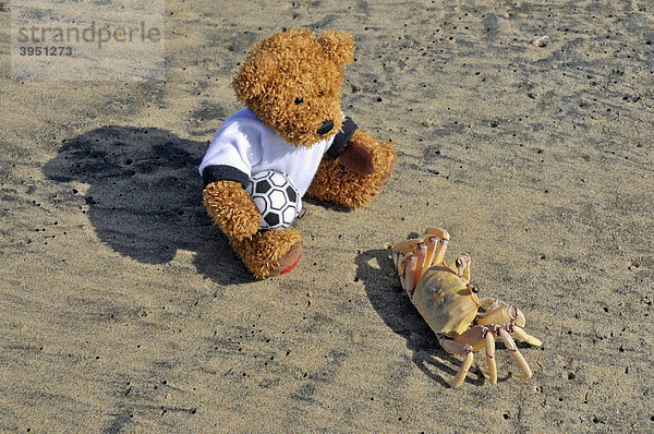 Teddy betrachtet Geisterkrabbe (Sandkrabbe  Ocypode spec.)  Jabula Beach bei Santa Lucia  Provinz Kwazulu-Natal  Südafrika  Afrika