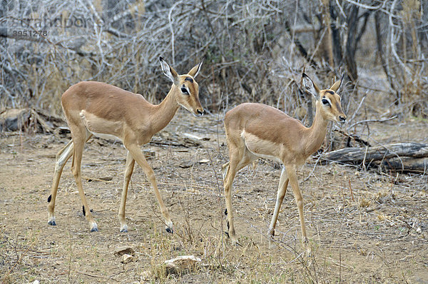 Impalas (Aepyceros melampus)  Krüger-Nationalpark  Südafrika  Afrika