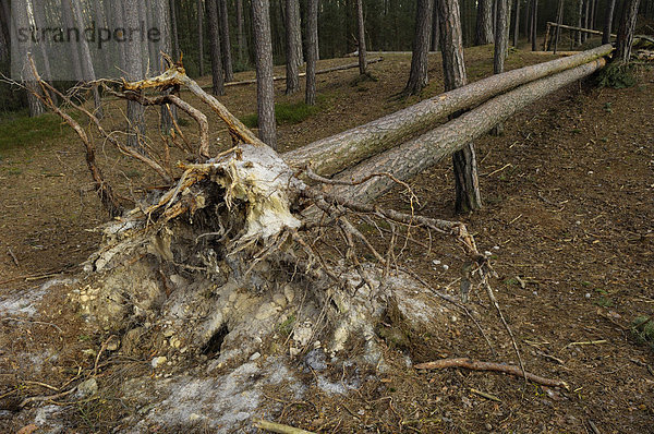 Windbruch bei Erlangen  Waldföhre (Pinus sylvestris)  Baum des Jahres 2007  Bayern  Deutschland  Europa