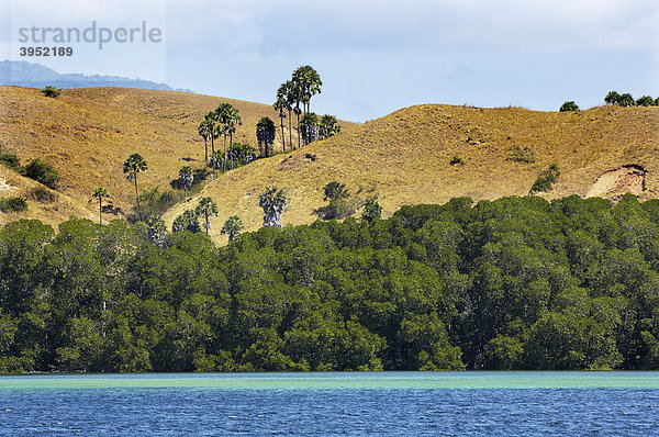 Mangroven (Rhizophora) und Palmyrapalmen (Borassus flabellifer) Komodo-National-Park  Indonesien  Südostasien