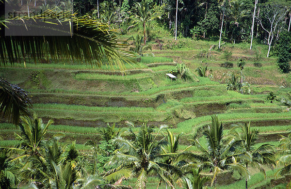 Reisfeld bei Amlapura  Bali  Indonesien