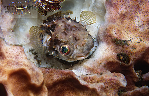 Gelbflecken Igelfisch (Cyclichthys spilostylus)  Tulamben  Bali  Indonesien