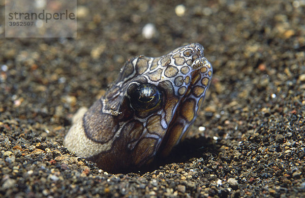 Marmor-Schlangenaal (Callechelys marmorata)  Tulamben  Bali  Indonesien