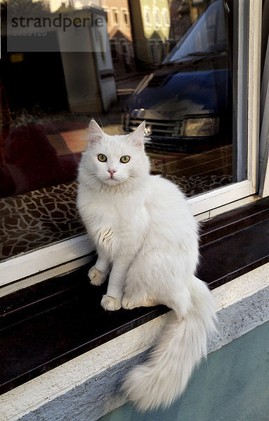 Weiße Katze auf Fensterbrett
