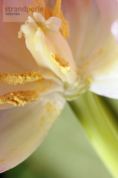 Tulpe (Tulipa)  Nahaufnahme